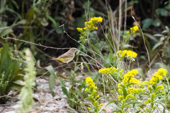 Setophaga palmarum palmarum