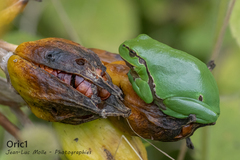 Hyla arborea