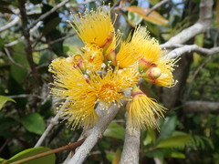 Syzygium wrightii