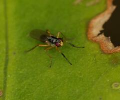 Anaphalantus longicornis