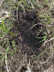 Dolichoderus doriae