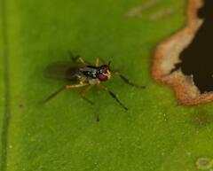 Anaphalantus longicornis