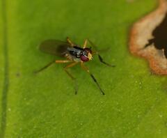 Anaphalantus longicornis