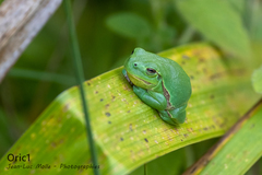 Hyla arborea