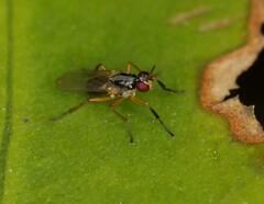 Anaphalantus longicornis