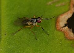 Anaphalantus longicornis