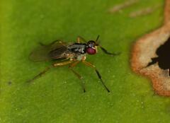 Anaphalantus longicornis