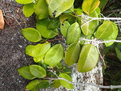 Syzygium wrightii