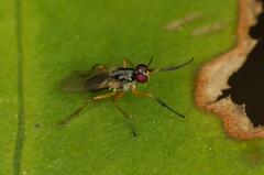 Anaphalantus longicornis