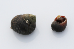 Littorina saxatilis