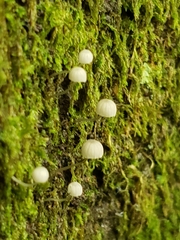 Mycena pseudocorticola