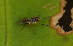 Anaphalantus longicornis