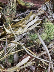 Fucus distichus