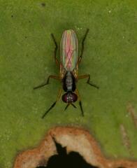 Anaphalantus longicornis