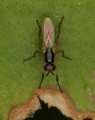 Anaphalantus longicornis
