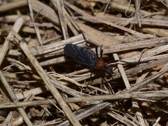 Plecia ruficollis