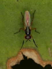 Anaphalantus longicornis