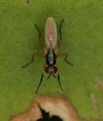 Anaphalantus longicornis