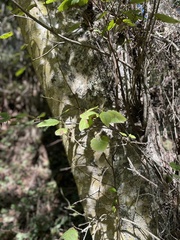 Alnus rhombifolia