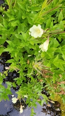 Epilobium luteum