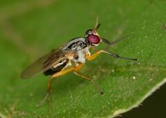 Anaphalantus longicornis