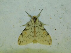 Rhypopteryx