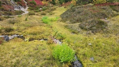 Epilobium luteum