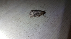 Amphipyra pyramidea