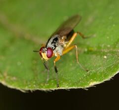 Anaphalantus longicornis