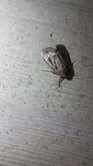 Amphipyra pyramidea