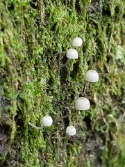 Mycena pseudocorticola
