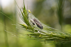 Hordelymus europaeus