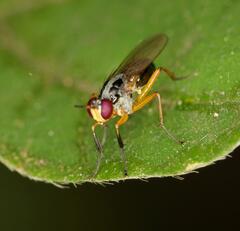 Anaphalantus longicornis