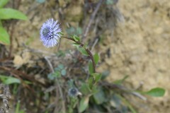 Globularia