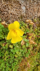 Erythranthe caespitosa