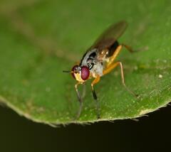 Anaphalantus longicornis