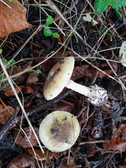 Amanita phalloides