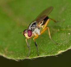 Anaphalantus longicornis