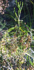 Erica hispidula
