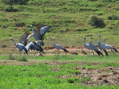 Anthropoides paradiseus