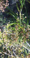 Erica hispidula