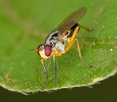 Anaphalantus longicornis