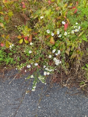 Symphyotrichum