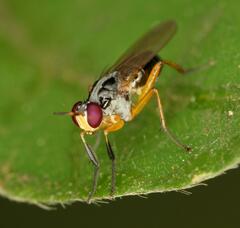 Anaphalantus longicornis