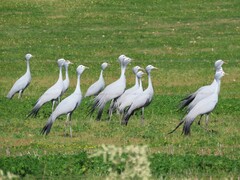 Anthropoides paradiseus