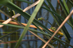 Anax parthenope julius