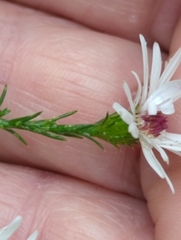 Symphyotrichum