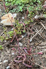 Persicaria minor