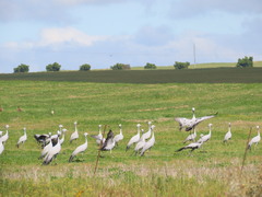Anthropoides paradiseus