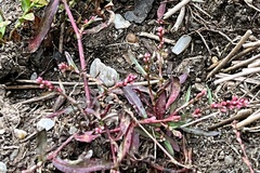 Persicaria minor